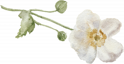 /assets/images/0/Flower%209-kfrecmgd8trtm2w.png